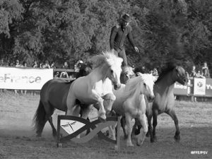 EQUITATION DE TRAVAIL